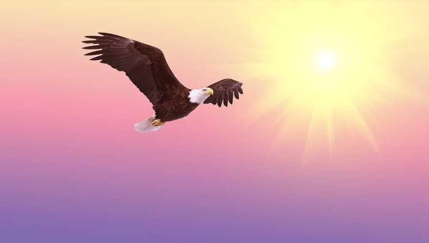 鷹飛故事：天遠鷹飛，世界多維